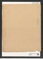 Actinocyclus ovalis (Norm.) Grun. (de-Toni-Nr.: Genus 195, Species 4789) Zeichnungen Sammlung Grunow (NHMW-BOT-W0377884)